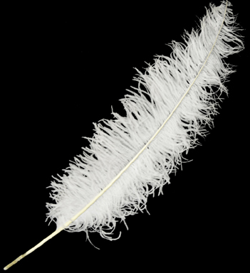 Plume autruche env 55/60cm blanche qualite superieure