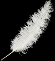 Plume autruche env 55/60cm blanche qualite superieure