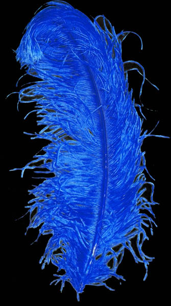 Plume autruche luxe env 50 cm bleue