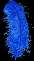 Plume autruche luxe env 50 cm bleue