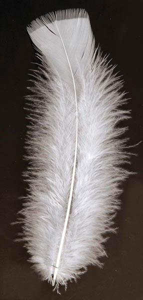 Sachet plumes pied plat blanches 15 cm env 25 g-90/100 plumes environ
