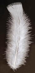 Sachet plumes pied plat blanches 15 cm env 25 g-90/100 plumes environ